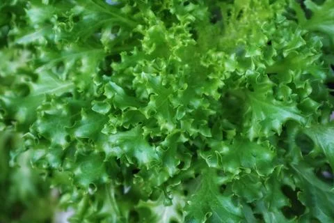 Close up and selective focus of fresh green leaf lettuce with curly texture. Stock Photos
