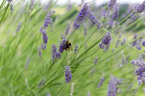 Close up and selective focus lavender flower blooming with bee in flower garden Stock Photos
