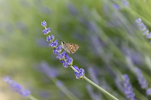 Close up and selective focus lavender flower blooming with butterfly in flower Stock Photos