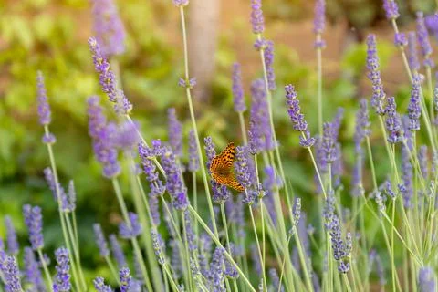 Close up and selective focus lavender flower blooming with butterfly in flower Stock Photos