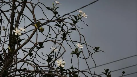 Close up and selective focus of Melati Crape or Tabernaemontana divaricata .. Stock Photos