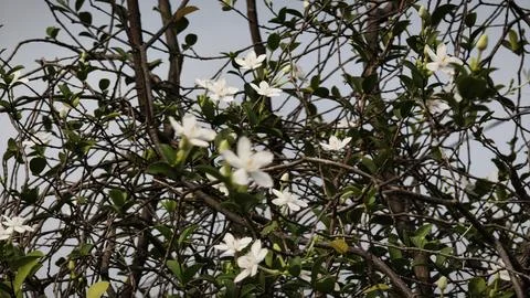 Close up and selective focus of Melati Crape or Tabernaemontana divaricata .. Stock Photos