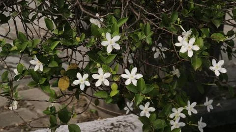 Close up and selective focus of Melati Crape or Tabernaemontana divaricata .. Stock Photos