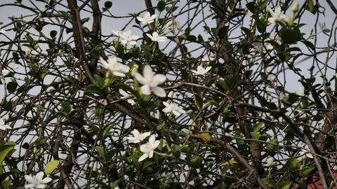 Close up and selective focus of Melati Crape or Tabernaemontana divaricata .. Stock Photos