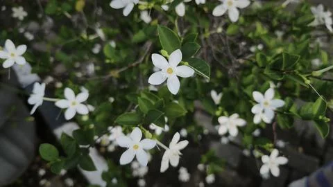 Close up and selective focus of Melati Crape or Tabernaemontana divaricata .. Stock Photos