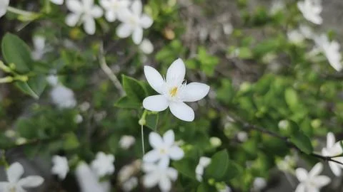 Close up and selective focus of Melati Crape or Tabernaemontana divaricata .. Stock Photos