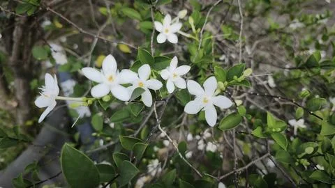 Close up and selective focus of Melati Crape or Tabernaemontana divaricata .. Stock Photos
