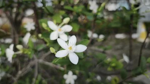 Close up and selective focus of Melati Crape or Tabernaemontana divaricata .. Stock Photos