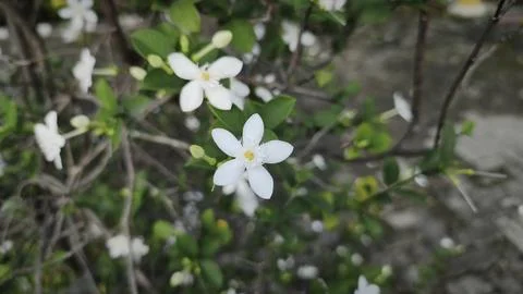 Close up and selective focus of Melati Crape or Tabernaemontana divaricata .. Stock Photos