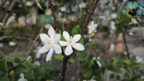 Close up and selective focus of Melati Crape or Tabernaemontana divaricata .. Stock Photos