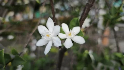Close up and selective focus of Melati Crape or Tabernaemontana divaricata .. Stock Photos