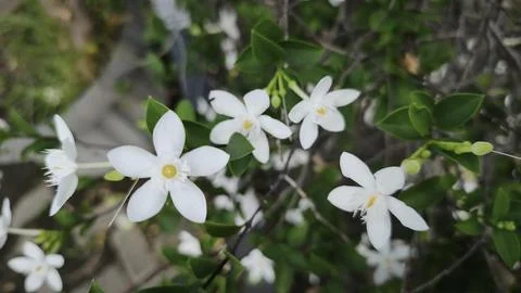 Close up and selective focus of Melati Crape or Tabernaemontana divaricata .. Stock Photos