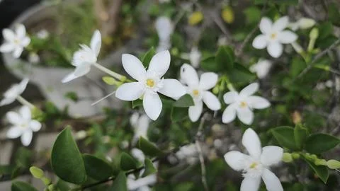Close up and selective focus of Melati Crape or Tabernaemontana divaricata .. Stock Photos
