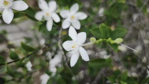 Close up and selective focus of Melati Crape or Tabernaemontana divaricata .. Stock Photos