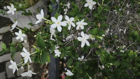 Close up and selective focus of Melati Crape or Tabernaemontana divaricata .. Stock Photos