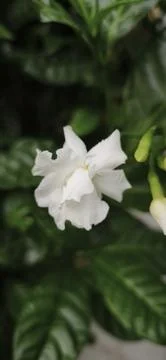 Close up and selective focus of Melati Crape or Tabernaemontana divaricata .. Stock Photos