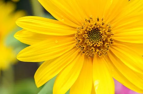 Close up and selective focus of refreshing sunflower in the mid of the afternoon Stock Photos