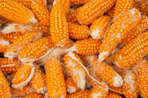 Close up and selective focus row of yellow dried corn seed. Pile of raw yello Stock Photos