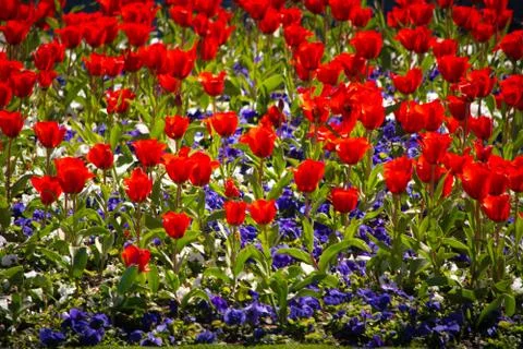 Close-up and selective focus shot of Tulip flower bed Stock Photos