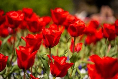 Close-up and selective focus shot of Tulip flower bed Stock Photos