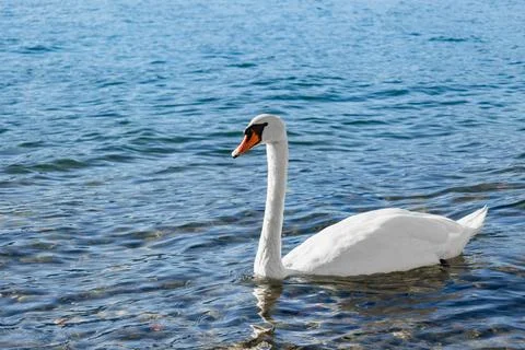 Close-up and selective focus of a white swan swimming in lake Como city of Stock Photos