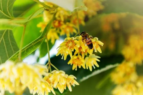 Close up and Selective focus of yellow linden blossom flowers with a bee Stock Photos