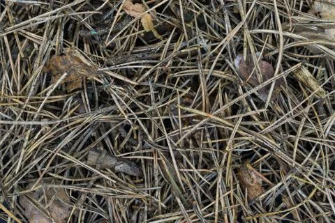 Close up and Sharp Background of Pine Needles and Old Leaves Stock Photos