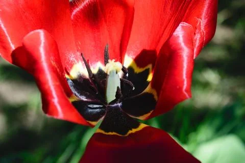 Close up and Sharp View of Red Tulip Blossom Stock Photos
