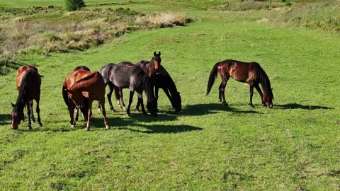 Close and Slow left to right circle shot of horses grazing on a pasture in .. Stock Footage 256691276