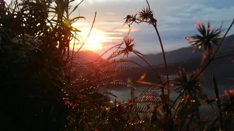 Close up and slow motion of flower against sunrise in bromo mountain. Vídeo Stock 141274986