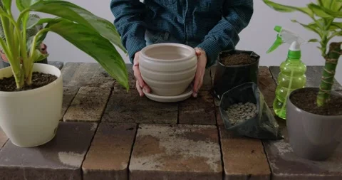 Close-up and slow motion image of a lady florist in a shirt bringing and placing Stock Footage 234397529