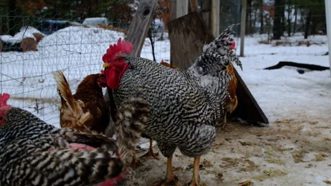Close up and slow motion of rooster crowing while standing alongside hens Stock Footage 263878914