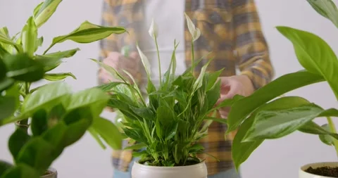 Close-up and slow motion shot of a man in a work shirt spraying several potted Stock Footage 236300164