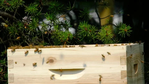 Close up and slow motion of swarm of bees settling on top of new hive Stock Footage 248568852