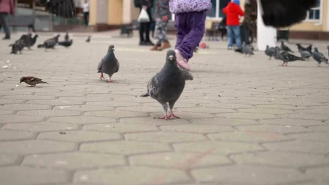 Close up and slow motion view of wild pigeons walking and flying on city square. Stock Footage 114437069