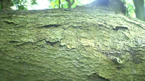 Close-Up And Tilt Shot Of A Trunk With A Bracket Fungus Video stock 37604302