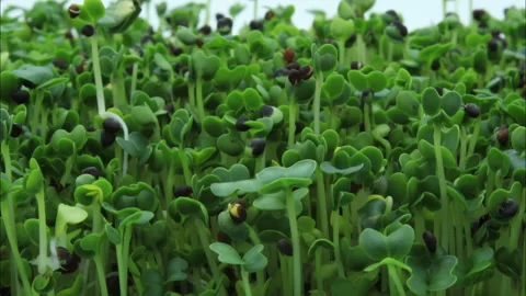Close up and time lapse of Asian Microgreens Sprouts growing in soilless tray Stock Footage 299762103
