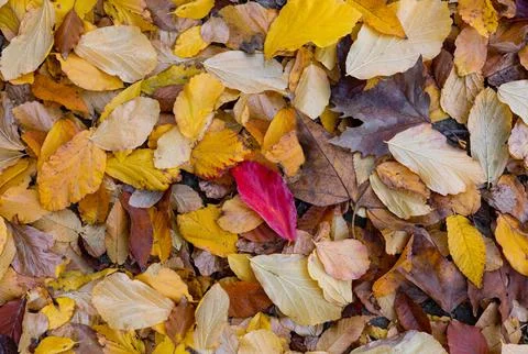 Close up and top view of fallen autumn yellow and red leaves in city park Stock Photos