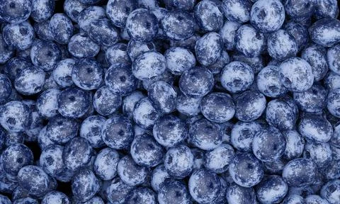 Close up and top view Lots of blueberries. Dark blueberry, fresh color, white Stock Illustration