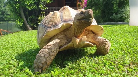 Close-up and tracking of big terrestrial turtle walking outdoor on green Stock Footage 143268801