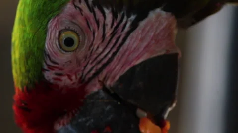 Close up and vertical shot of the face of a green parrot Video stock 141096507