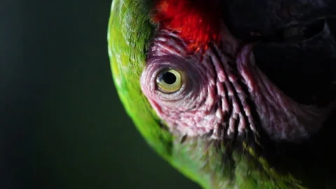 Close up and vertical shot of the face of a green parrot Video stock 141161455