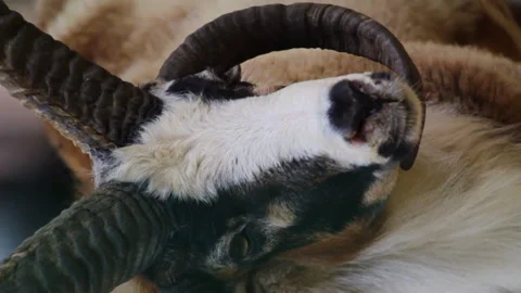Close up and vertical shot of a ram's face Video stock 141214410