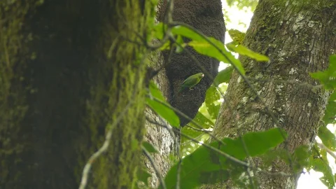 Close and wide views of exotic parakeet in the wild perched on nest Stock Footage 99008650