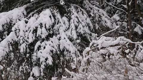 Close Up and Zoom Out of Snow Covered Pine Trees on Winter Trail Stock Footage 145881665
