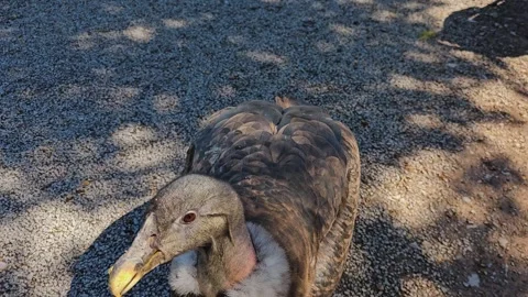 Close up andes condor walking Stock Footage 274206416