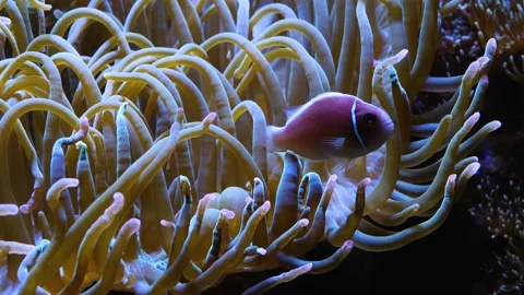 Close up of anemone and fish Stock Footage 135030302