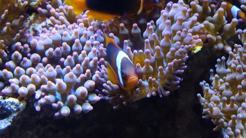 Close up of a anemone and fish Video stock 299637128