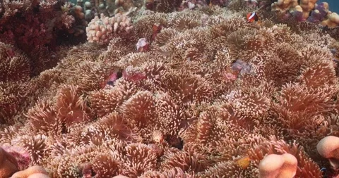 Close up of anemone with anemonefish inside Stock Footage 302891434