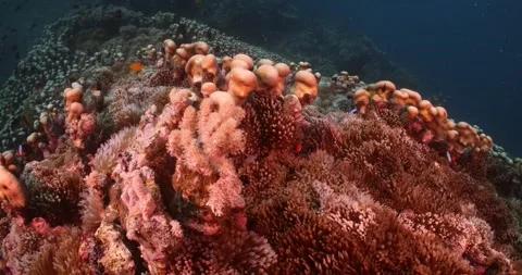 Close up of anemone with anemonefish inside Stock Footage 302891453